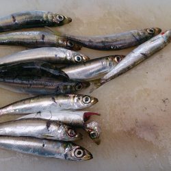 春木ベランダでサビキ釣り