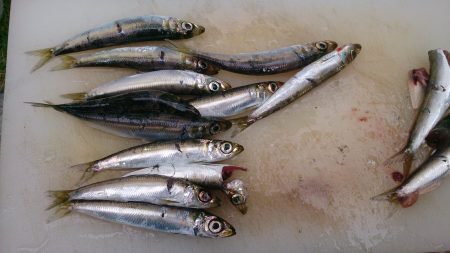 春木ベランダでサビキ釣り