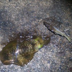 日中当たり無し