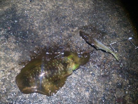 日中当たり無し