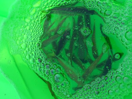 やはり激渋です。タモのご準備を忘れずに!