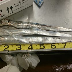 ドラゴンクラス3匹！！