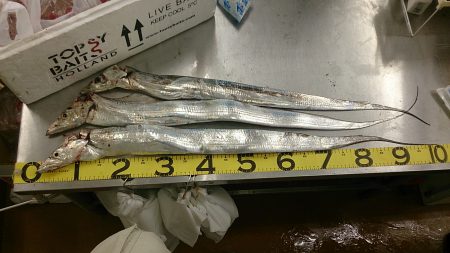 ドラゴンクラス3匹！！