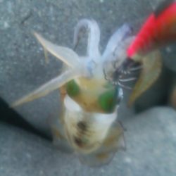 ちぃっさアオリイカ