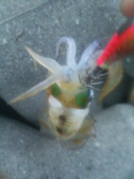 ちぃっさアオリイカ