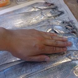 タチウオシーズン