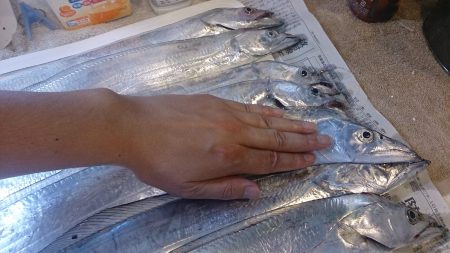 タチウオシーズン