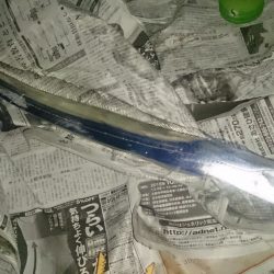 大型タチウオはどこに