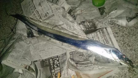 大型タチウオはどこに