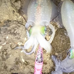 今年の伊根方面は