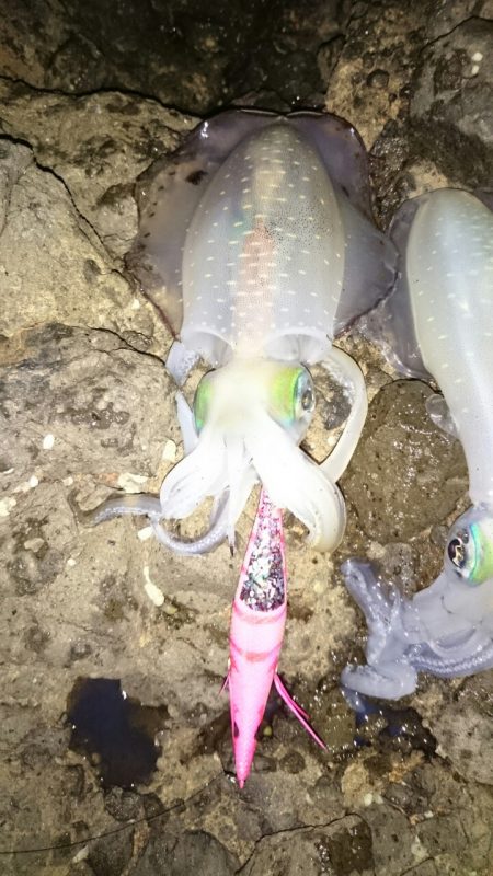 今年の伊根方面は