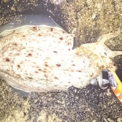 アオリ狙いのはずが・・・