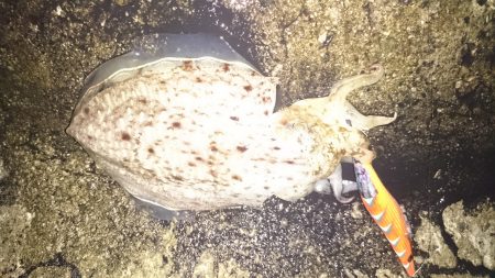 アオリ狙いのはずが・・・