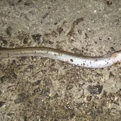 爆風で激渋の釣行