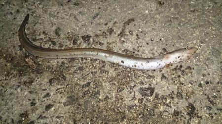 爆風で激渋の釣行