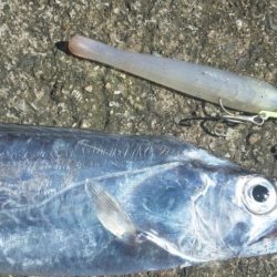 タチウオ釣り