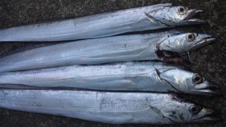 タチウオ釣り