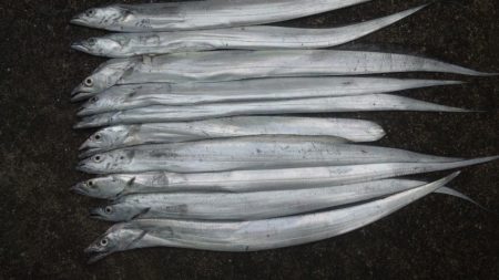 タチウオ釣り