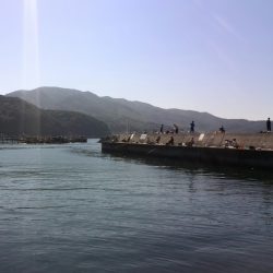 ベラに悩まされました…