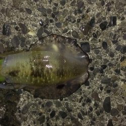 相変わらず渋いです。