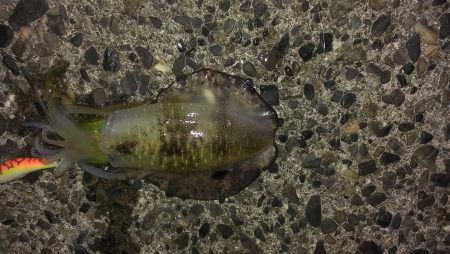 相変わらず渋いです。