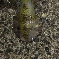 相変わらず渋いです。