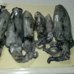 エギングリベンジ！！