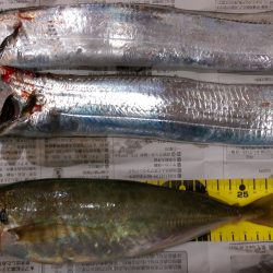 これでいいのだ