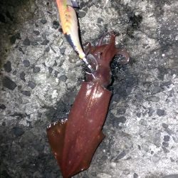 ボチボチでんなー