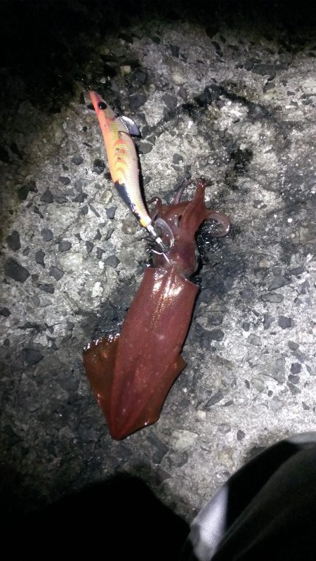 ボチボチでんなー