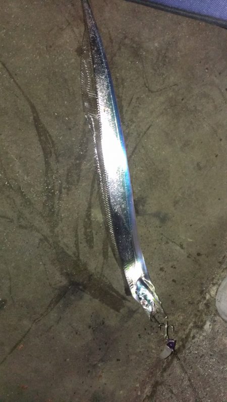 タチウオワインドとエギング