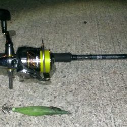 なんとかアオリイカ１杯ゲット！