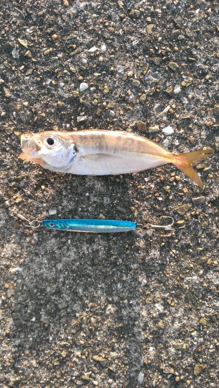 早起き報われず