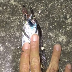 90分一本勝負、本当に一本のみ