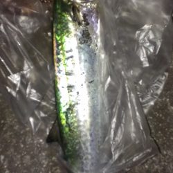 ボウズのち好釣果、オマケにサゴシ