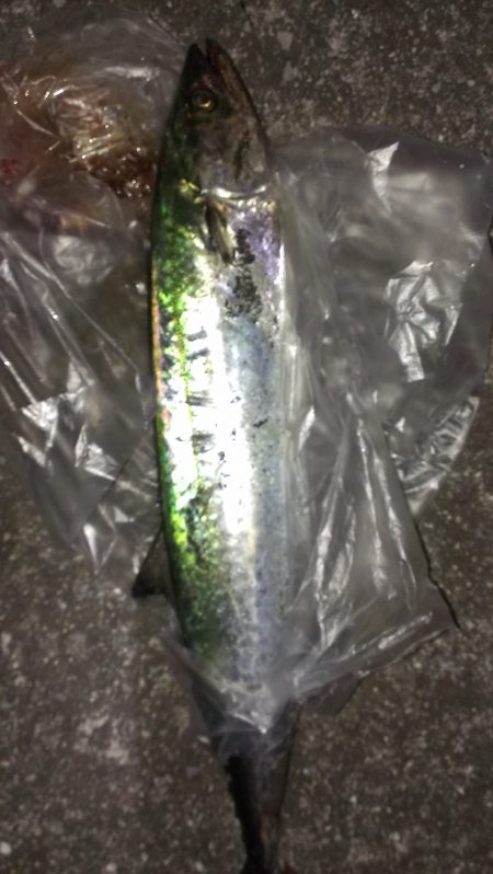 ボウズのち好釣果、オマケにサゴシ