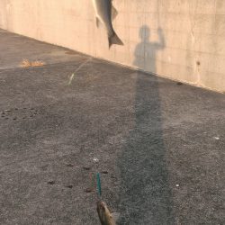 ショートバイトは君ですか…