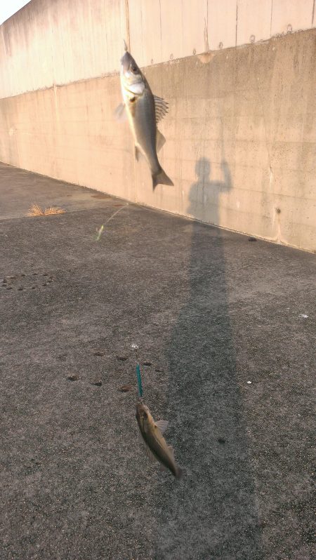 ショートバイトは君ですか…