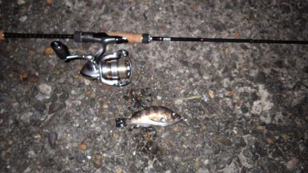 アオリ、メバル、ガシラｉｎ養老