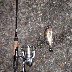 アオリ、メバル、ガシラｉｎ養老