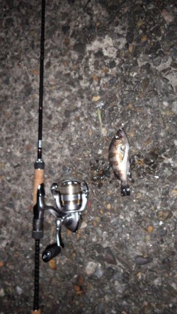 アオリ、メバル、ガシラｉｎ養老