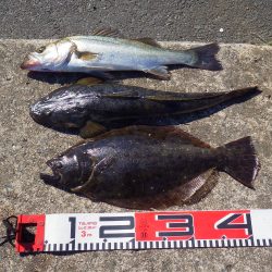 アオリ→シーバス→砂物ｉｎ養老