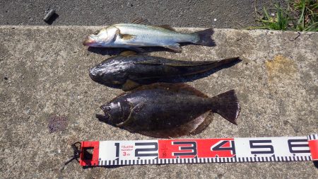 アオリ→シーバス→砂物ｉｎ養老