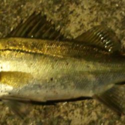 小さいながらも綺麗なシーバス