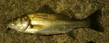 小さいながらも綺麗なシーバス