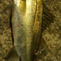 小さいながらも綺麗なシーバス