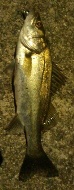 小さいながらも綺麗なシーバス