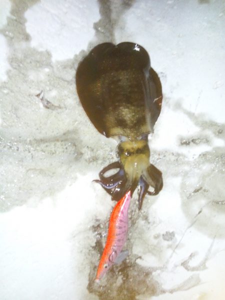 短時間でしたが楽しめました♪