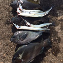 泉大津へグレを・・・・