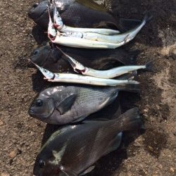 泉大津へグレを・・・・